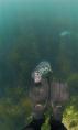 Seal and Feet - James Wright - Marine Nature Reserve Ambience - 3rd Place